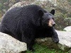 Бариба́л, или чёрный медведь