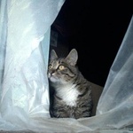 Сибирский кот фото 1 