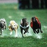 Собачьи бега фото 1 