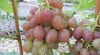 Виноград «Ливия»