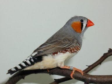 Амадины