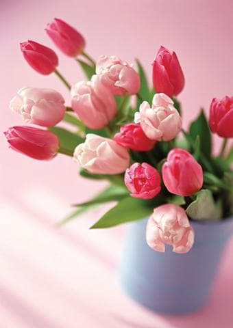 Тюльпан