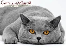 Британская короткошерстная кошка
