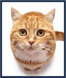 Royal Canin для котов и кошек