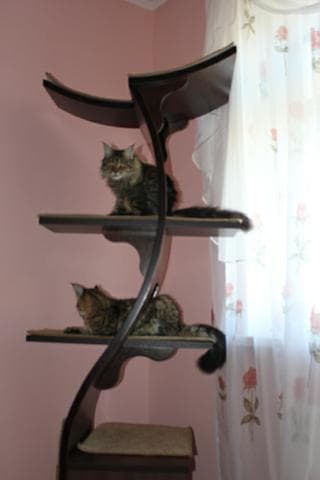 Кошкин дом