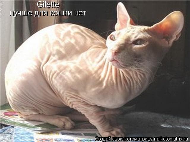 Сфинкс (Лысая кошка)