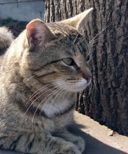 Дворовая кошка