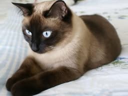 СИАМСКАЯ КОШКА
