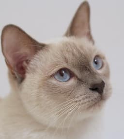 Тайская кошка