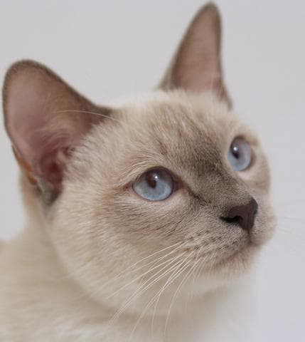 Тайская кошка