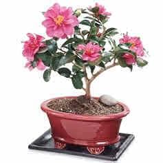 Камелия японская (Camellia Japonica)