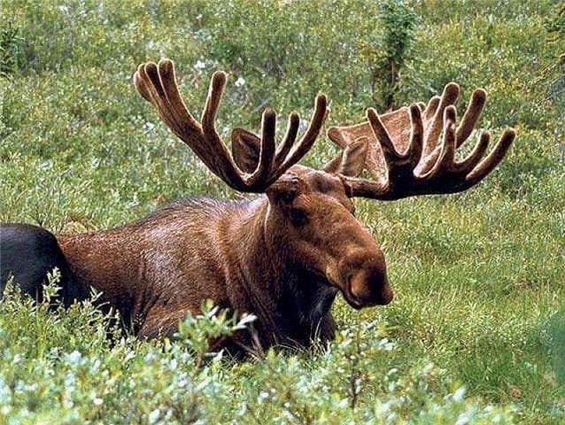 Лось