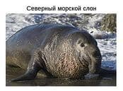 Морской слон