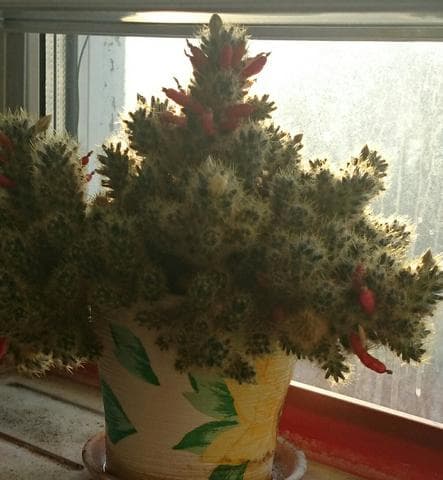 Кактус