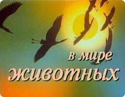 Передача "В мире животных", Первый