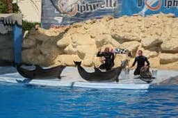 Экскурсия в дельфинарий Dolphin World, Хургада