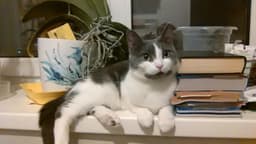 Кошка из медвежатника
