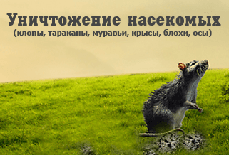 Стоп-инсект, Г.Санкт-Петербург