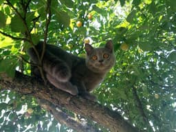 Какая она, эта Скоттиш-страйт?