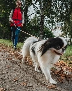 Гульдог: выгул, передержка, няня для собак