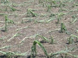 Удачный дом (ООО Капелла), Киров