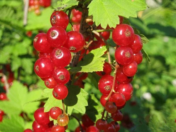 Красная смородина — фото из отзыва «Красненькая и вкусная»