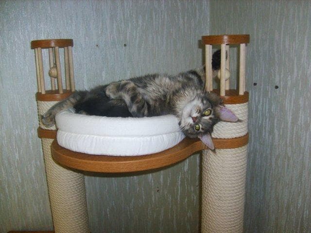 Кошкин дом — фото из отзыва «Отзыв о Котоград»