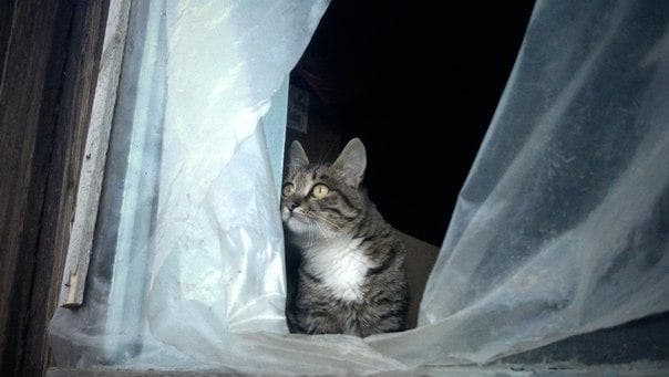 Сибирский кот — фото из отзыва «"Без кота и жизнь не та"»
