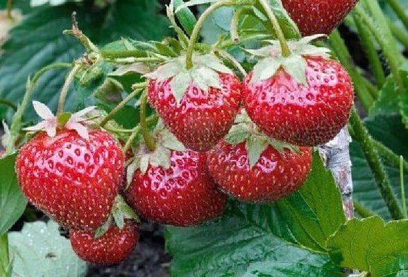 Клубника — фото из отзыва «Источник витаминов»