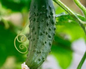 Огурцы — фото из отзыва «Полезно и вкусно»