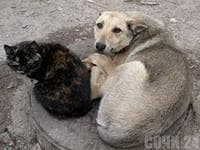 Олимпиада — фото из отзыва «РЕШЕН ВОПРОС С НЕСЧАСТНЫМИ БРОШЕННЫМИ ЖИВОТНЫМИ!»