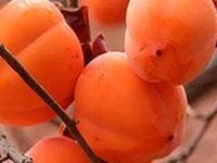 Хурма — фото из отзыва «Один из любимых фруктов» (1 из 2)