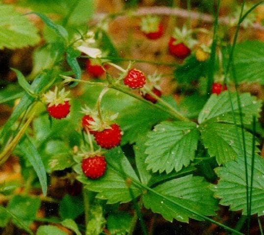 Земляника — фото из отзыва «Волшебный вкус» (3 из 3)