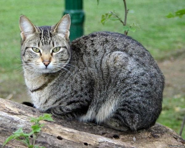 Дворовая кошка — фото из отзыва «Гуляет сама по себе» (1 из 2)
