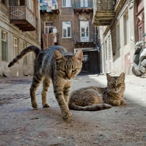 Дворовая кошка — фото из отзыва «Гуляет сама по себе» (2 из 2)
