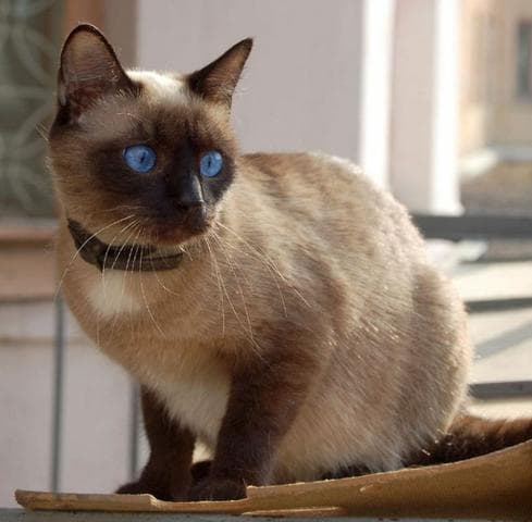 СИАМСКАЯ КОШКА — фото из отзыва «Очень разумная» (2 из 3)