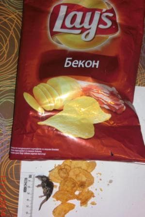 Акция чипсов «Lays» — фото из отзыва «Дохлая МЫШЬ в нагрузку» (1 из 2)