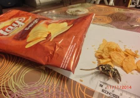 Акция чипсов «Lays» — фото из отзыва «Дохлая МЫШЬ в нагрузку» (2 из 2)