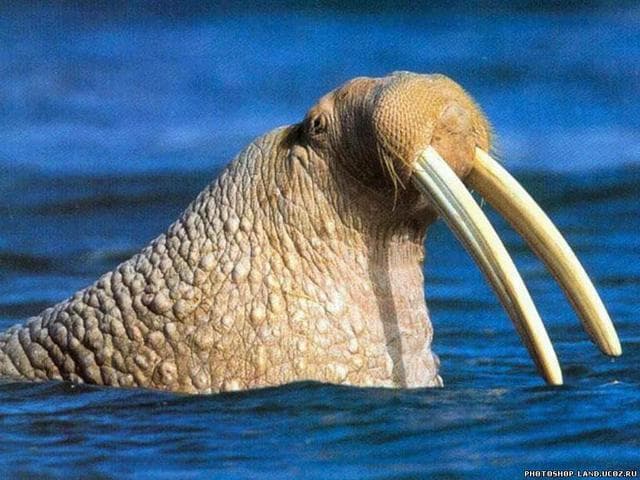 Морж — фото из отзыва «Млекопитающее животное из группы ластоногих» (5 из 9)