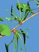 Гингко Билобо (Gingko Bilobo) — фото из отзыва «Никогда не стареть»