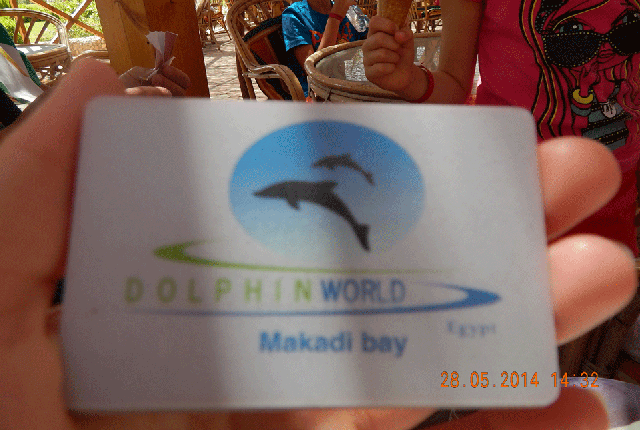 Экскурсия в дельфинарий Dolphin World, Хургада — фото из отзыва «Умные морские животные» (1 из 3)