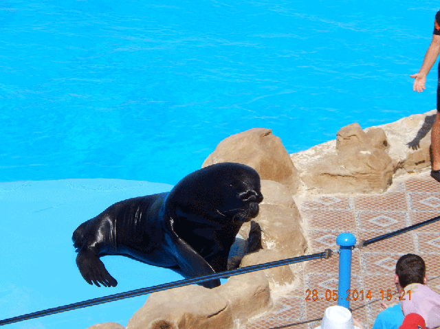 Экскурсия в дельфинарий Dolphin World, Хургада — фото из отзыва «Умные морские животные» (2 из 3)