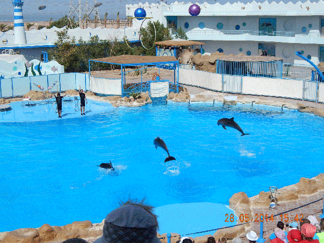 Экскурсия в дельфинарий Dolphin World, Хургада — фото из отзыва «Умные морские животные» (3 из 3)