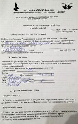 Питомник абиссинских кошек "Nefertee", Москва — фото из отзыва «Больные КОРОНАВИРУСОМ» (1 из 2)