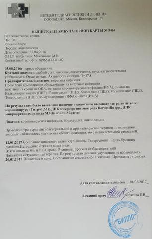 Питомник абиссинских кошек "Nefertee", Москва — фото из отзыва «Больные КОРОНАВИРУСОМ» (2 из 2)