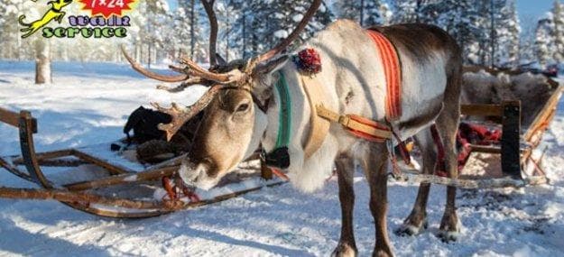 Walkservice зооферма, Г. Дзержинский — фото из отзыва «Интересное мероприятие недалеко от Москвы»