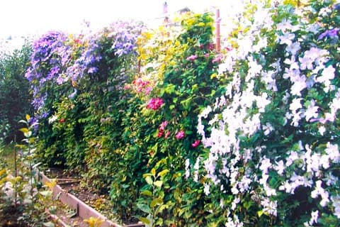 Клематис — фото из отзыва «Невероятно красивый цветок для фасада» (2 из 2)