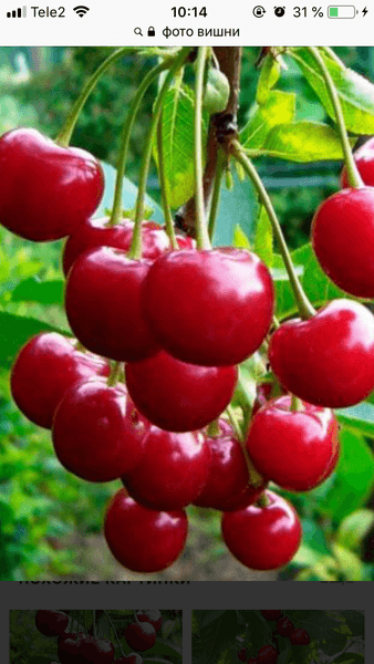 Вишня — фото из отзыва «Вкусная и ароматная»