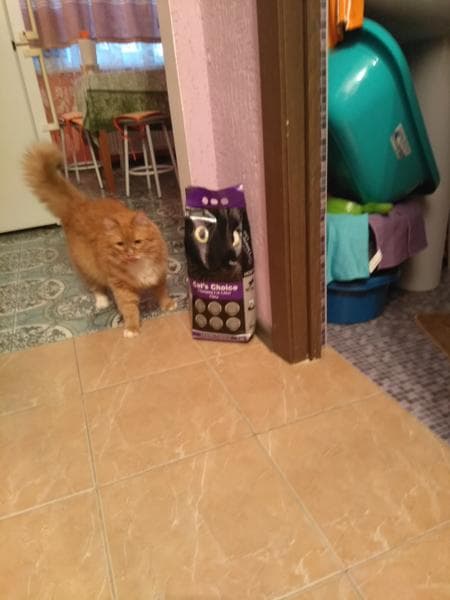 Наполнитель для кошачьего туалета Indian cat litte — фото из отзыва «Хороший наполнитель с приятным запахом лаванды.» (1 из 4)