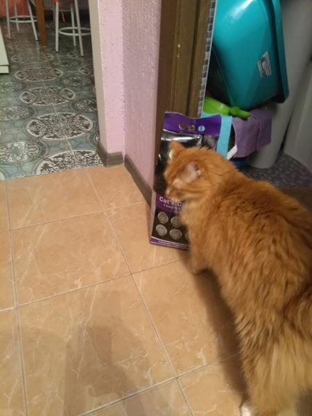 Наполнитель для кошачьего туалета Indian cat litte — фото из отзыва «Хороший наполнитель с приятным запахом лаванды.» (4 из 4)